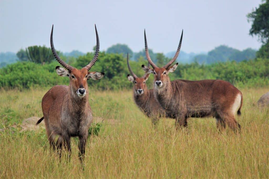 Antiloper i Afrika