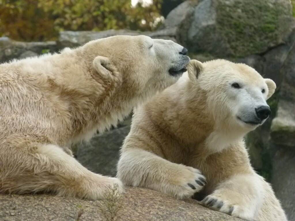 berlins zoologiske have er berømt for sine isbjørne