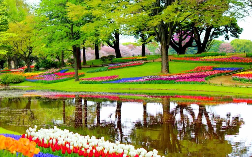 keukenhof blomsterhave i amsterdam