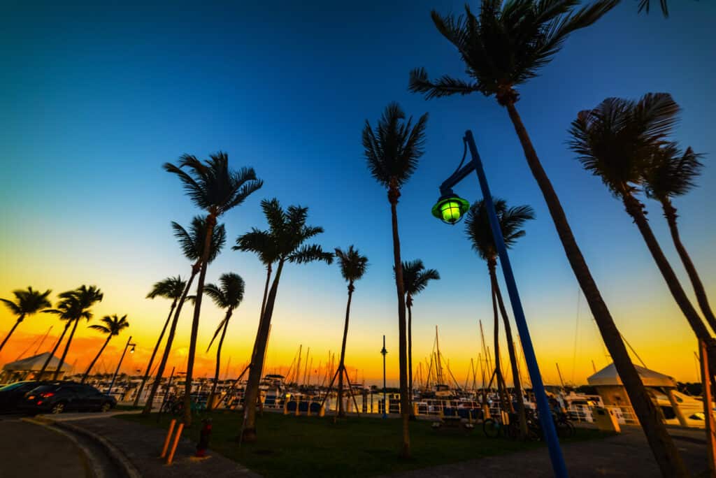 palmetræer set i silhouet i coconut grove marinaen ved sonledgang miami
