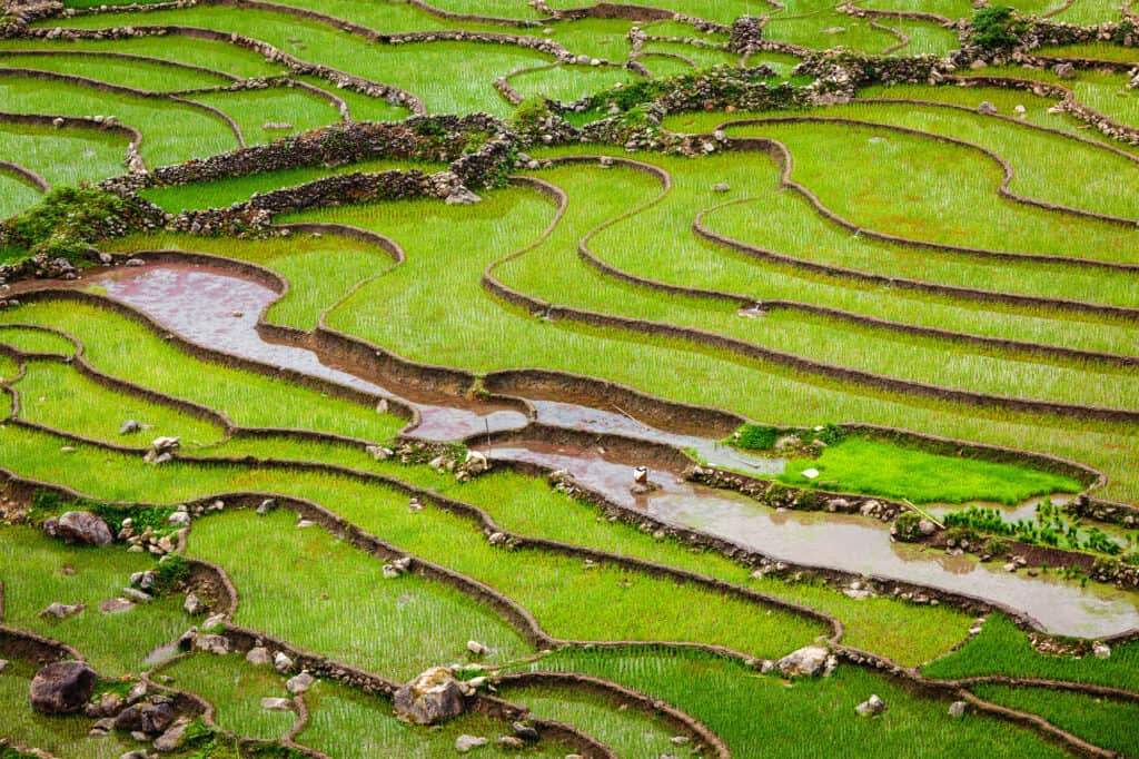 rismarker i ta van byen i muong hoa dalen. tæt på sa pa i vietnam