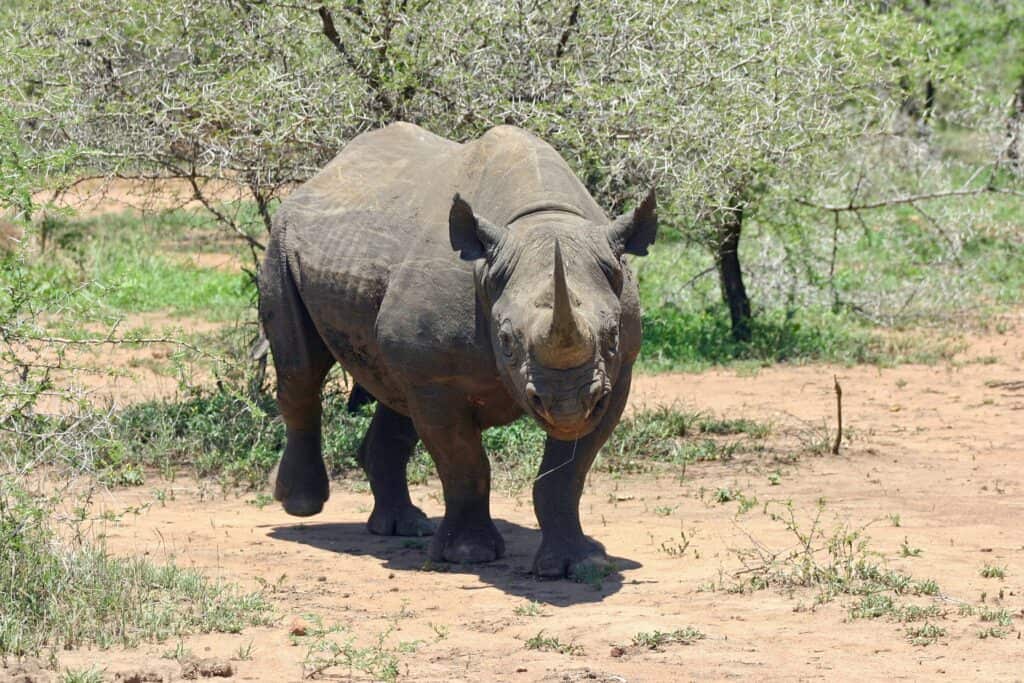 sort næsehorn i afrika